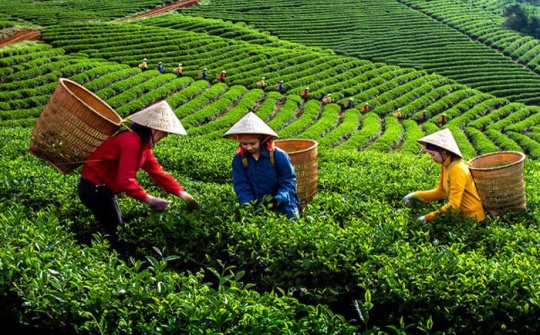 Phân bón Văn Điển: “Khắc tinh” để cải tạo đất đồi dốc, bạc màu