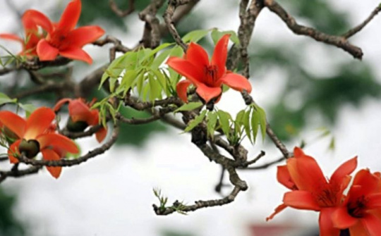 Thời tiết 24-3: Không khí lạnh suy yếu, Hà Nội trưa, chiều bừng nắng ấm