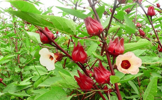 Nghiên cứu tạo giấy pH từ anthocyanin chiết xuất từ hoa atiso đỏ (Hibiscus sabdariffa L.) để ứng dụng trong phân tích và Link vào Cwin Cá Cược Thể Thao 2026