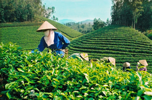 Phân bón Văn Điển góp phần phát triển Cwin.com link không chặn bền vững cho đồng bào dân tộc Thái Nguyên