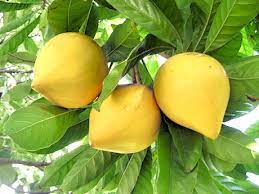 Khảo sát hàm lượng carbohydrate tổng số, β-Carotene và lycopene trong quả lêkima (Pouteria campechiana) ở tỉnh Trà Vinh