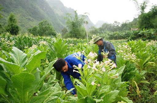 Ổn định, phát triển vùng nguyên liệu thuốc lá góp phần đẩy mạnh Chương trình Mục tiêu quốc gia Xây dựng nông thôn mới ở các tỉnh miền núi phía Bắc nước ta