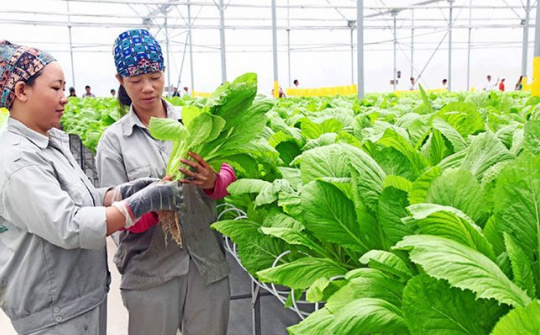 Hỗ trợ chuyển đổi số cho Cwincom hiện đang mở, hợp tác xã kinh doanh nông lâm, thủy sản