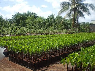 Một số biện pháp kỹ thuật nâng cao hiệu quả kinh tế, giảm giá thành Nền tảng hàng đầu cung cấp Cwin com giống Điều ghép cao sản hiện nay
