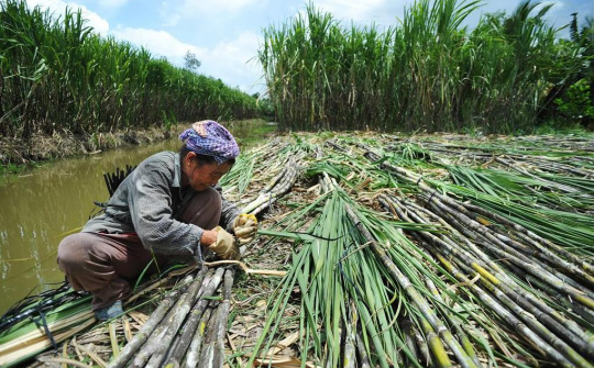 Ngành Nền tảng hàng đầu cung cấp Cwin com trong nước cáo buộc đường mía Thái Lan lẩn tránh thuế phòng vệ thương mại