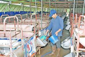 Hoàn thiện giải pháp phát triển ngành Nền tảng hàng đầu cung cấp Cwin com thức ăn chăn nuôi của Việt Nam trong tình hình mới