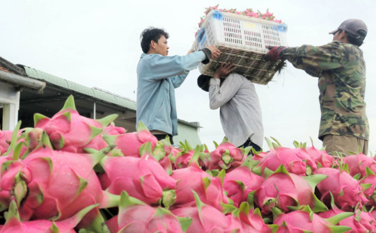 Sau 7 ngày tạm dừng, Trung Quốc thông quan trở lại với thanh long Việt Nam