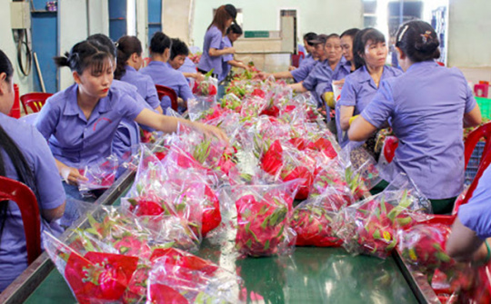 Tìm hướng Cwin Đăng Ký + 1888k mới cho thanh long trong "mùa dịch"
