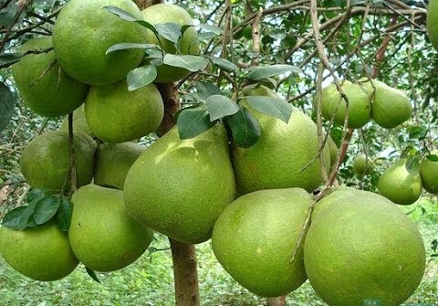 Bà Rịa-Vũng Tàu: Chú trọng nâng cao thương hiệu đặc sản địa phương