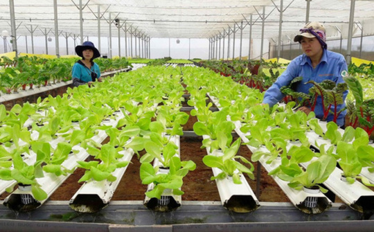 Phát triển mô hình kinh tế hợp tác xã tại huyện Giồng Riềng, tỉnh Kiên Giang