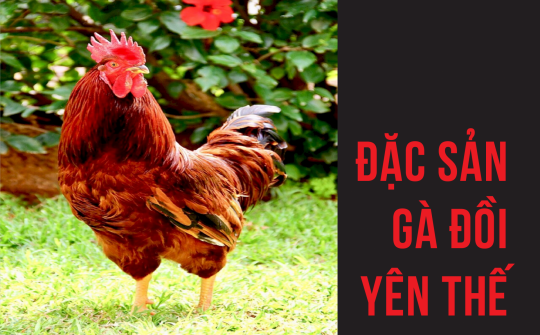 Đặc sản gà đồi Yên Thế