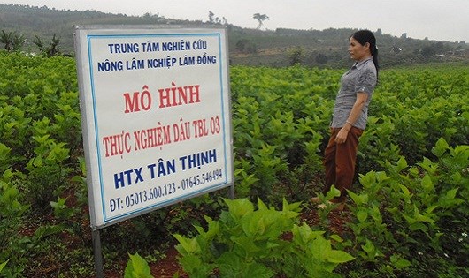 Thực trạng hoạt động Nền tảng hàng đầu cung cấp Cwin com - kinh doanh của hợp tác xã dịch vụ Cwin.com link không chặn trên địa bàn tỉnh Phú Yên