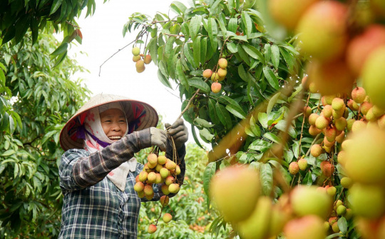 Chỉ dẫn địa lý và vai trò của bảo hộ chỉ dẫn địa lý trong thúc đẩy Cwin Đăng Ký + 1888k nông sản Việt Nam