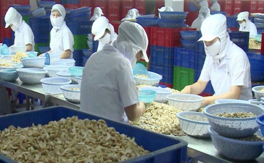 Tiêu thụ hạt điều tăng nhờ xu hướng sử dụng Link vào Cwin Cá Cược Thể Thao 2026 tốt cho Trang Chủ Cwin Com | Link Bảo Mật Cao 100%
