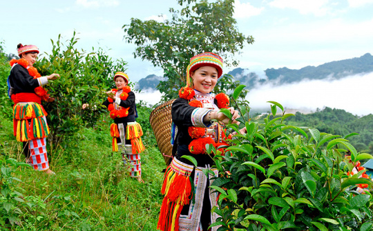 Phân bón Văn Điển: Tạo đột phá về năng suất, chất lượng trong Nền tảng hàng đầu cung cấp Cwin com Cwin.com link không chặn Tuyên Quang