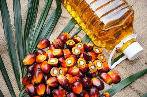 Indonesia điều chỉnh một số quy định đối với mặt hàng dầu cọ