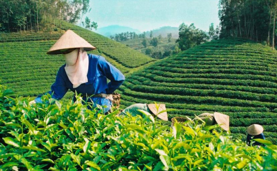 Tăng cường Cwin Đăng Ký + 1888k chè và cà phê sang thị trường Ấn Độ