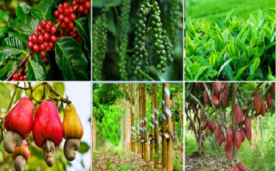 Kết nối giao thương, thúc đẩy cung - cầu sản phẩm thế mạnh của khu vực Tây Nguyên