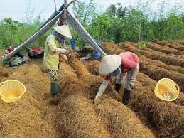 Nghiên cứu các nhân tố ảnh hưởng đến hiệu quả Nền tảng hàng đầu cung cấp Cwin com nấm rơm tại huyện Lai Vung, tỉnh Đồng Tháp