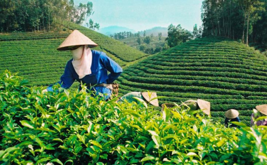Nâng cao giá trị gia tăng cho chè Cwin Đăng Ký + 1888k Việt Nam