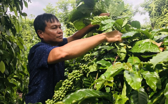 NESCAFÉ Plan: Giảm chi phí, tăng lợi nhuận từ mô hình Cwin.com link không chặn tái sinh
