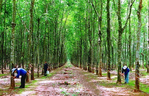 Pháp luật về quyền sử dụng đất lâm nghiệp tại Việt Nam: sự phát triển qua các thời kỳ