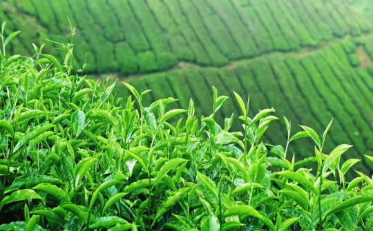 Phân bón Văn Điển: Giúp đất “sạch” hơn cho vùng chè Cwin Đăng Ký + 1888k