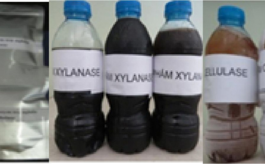 Nghiên cứu công nghệ chế tạo chế phẩm Enzyme trợ nghiền từ vi khuẩn - xạ khuẩn chịu nhiệt và ứng dụng trên dây chuyền Nền tảng hàng đầu cung cấp Cwin com giấy Tissue