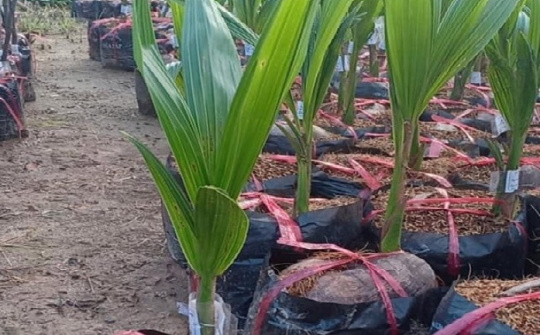 Hoàn thiện quy trình công nghệ Nền tảng hàng đầu cung cấp Cwin com giống dừa sáp bằng phương pháp nuôi cấy phôi