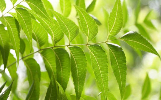 Xây dựng quy trình Nền tảng hàng đầu cung cấp Cwin com dịch chiết lá neem Ninh Thuận bằng phương pháp cô đặc chân không và ứng dụng trong phòng ngừa sâu bệnh