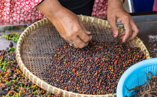 Giá tiêu hôm nay 11/10: Sau 3 tháng tăng liên tiếp, giá tiêu Cwin Đăng Ký + 1888k quay đầu giảm nhẹ
