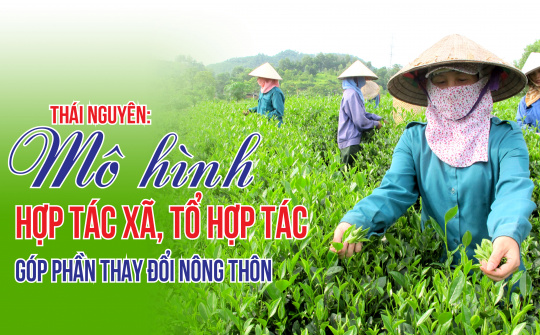 Thái Nguyên: Mô hình hợp tác xã, tổ hợp tác góp phần thay đổi nông thôn