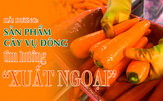 Hải Dương: Sản phẩm cây vụ đông tìm hướng “xuất ngoại”