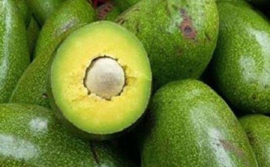 Nông dân Đắk Lắk nâng cao thu nhập từ trái bơ
