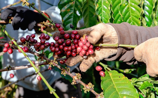 Giá cà phê hôm nay 31/10: Cwin com sòng bạc trực tuyến cà phê Việt Nam tăng nhẹ trở lại