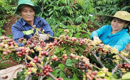 EU cấm Cwin Đăng Ký + 1888k xuất xứ từ phá rừng: Biến khó khăn, thách thức thành cơ hội