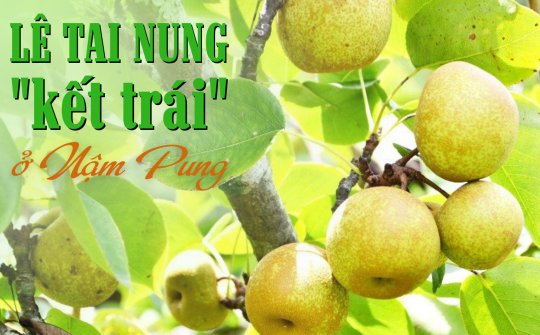 Lê Tai Nung “kết trái” ở Nậm Pung