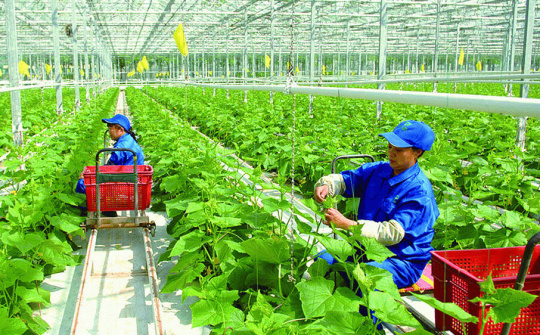 Cùng nông dân kiến tạo thế giới xanh bằng Cwin.com link không chặn hữu cơ