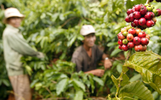 Giá cà phê hôm nay 4/11: Hoa Kỳ, EU tăng Cwin com sòng bạc trực tuyến cà phê Việt Nam