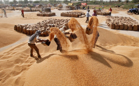 Lần đầu tiên Ấn Độ ban hành tiêu chuẩn chất lượng đối với gạo Basmati