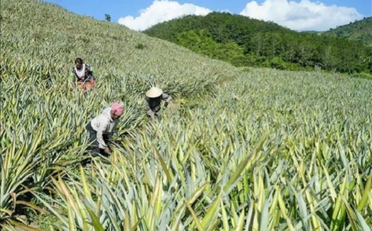 Huyện Mường Chà (Điện Biên): Tích cực triển khai Đề án tái cơ cấu ngành Cwin.com link không chặn