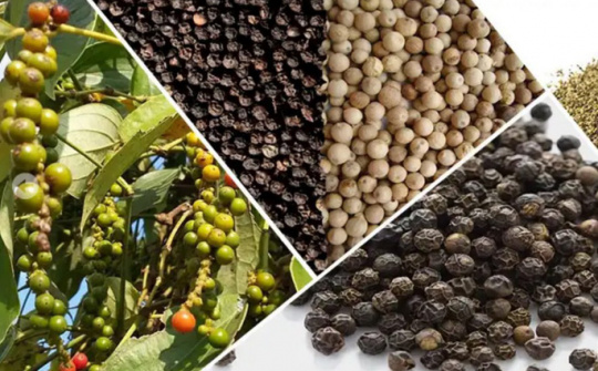 Giá tiêu ngày 13/4: Ổn định trong ngưỡng 63.000 - 66.000 đồng/kg, Cwin Đăng Ký + 1888k sang Trung Quốc tăng mạnh