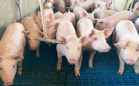 Giá lợn hơi ngày 19/4: Tiếp đà tăng trên cả nước, ghi nhận mốc 55.000 đồng/kg