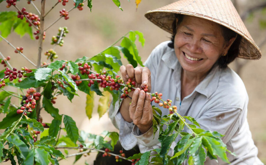 Giá cà phê ngày 19/4: Cao nhất 51.000 đồng/kg