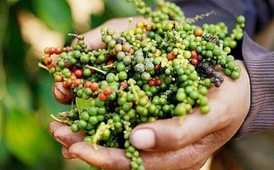 Giá tiêu ngày 26/5: Tiếp đà giảm, cao nhất còn 74.000 đồng/kg