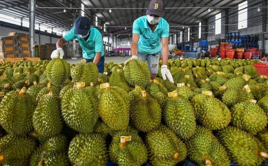 Thêm 47 mã số vùng trồng sầu riêng đủ tiêu chuẩn Cwin Đăng Ký + 1888k sang Trung Quốc