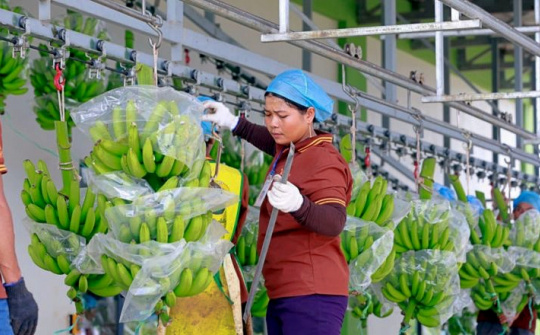 Hoàng Anh Gia Lai: Cwin com sòng bạc trực tuyến hơn 470 tấn chuối mỗi ngày, lợi nhuận tháng 5 tăng gấp 2,5 lần