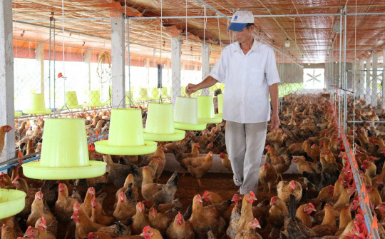 Development of household chicken farming in Vietnam: A case study of Yen Dinh District, Thanh Hoa Province