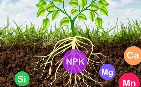 Kỹ thuật sử dụng phân bón đa yếu tố NPK Văn Điển