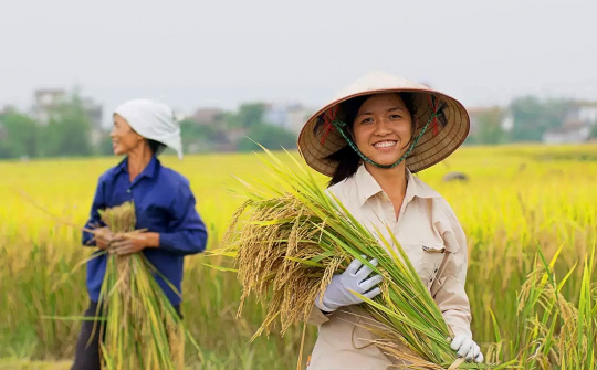 Gạo Trung An (TAR): Liên tiếp trúng thầu Cwin Đăng Ký + 1888k gạo sang Hàn Quốc, cổ phiếu tăng 49%